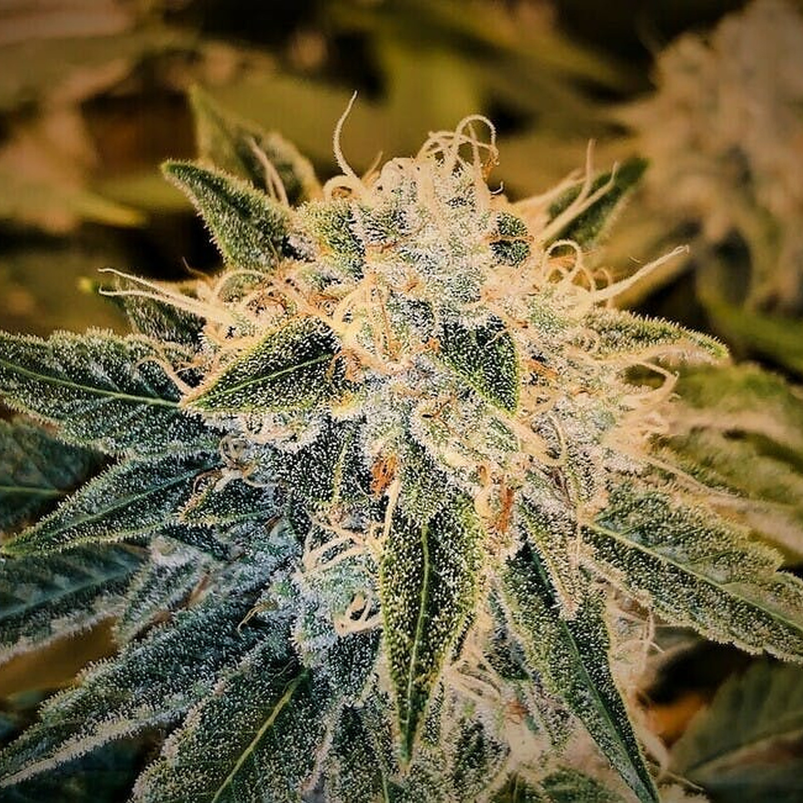 Garden Remedies Sour Kosher Leafly